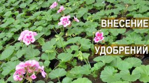 Цветочный бизнес Кайгородцевых. Удобрения когда и какие?