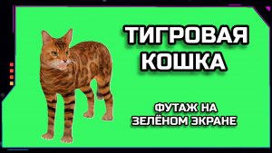 ТИГРОВАЯ КОШКА видео Green Screen анимация. ХРОМАКЕЙ ФУТАЖ на зелёном фоне.