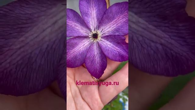 Цветение клематиса «Venosa Violacea»3 группа обрезки