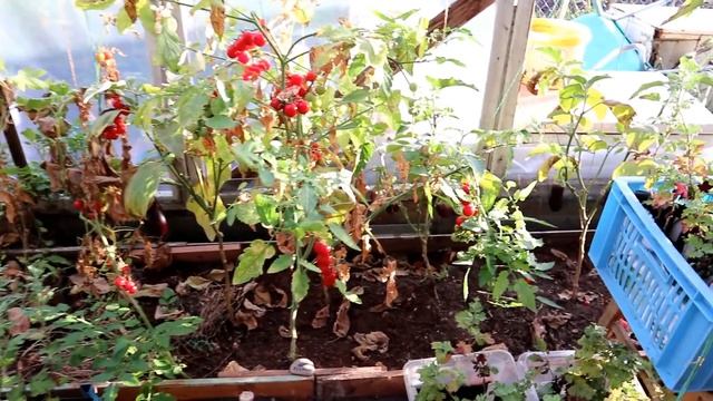 Мой огород в октябре / Калиновка смотреть онлайн