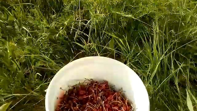 Черешня. Заброшенный сад . смотреть онлайн