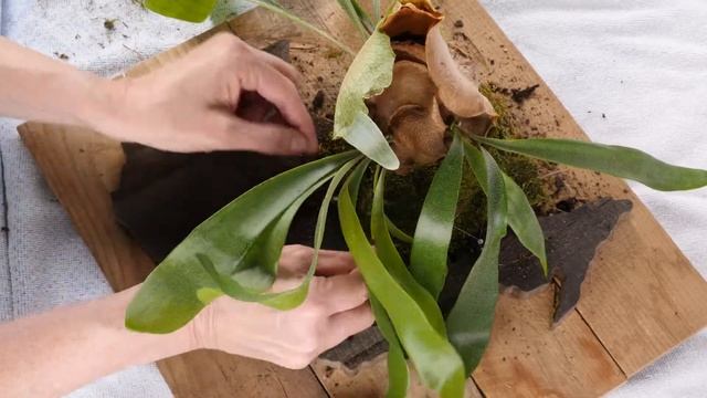 DIY Mounting a Staghorn Fern | How to Mount a Platycerium bifurcatum to Hang in your Home смотреть онлайн