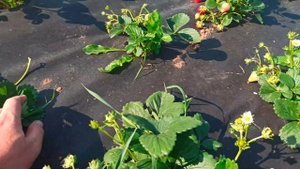 Рост клубники и сбор урожая на плантации посадки конца мая начала июня 2022 г.