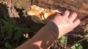 Серно-желтый трутовик. Рецепт