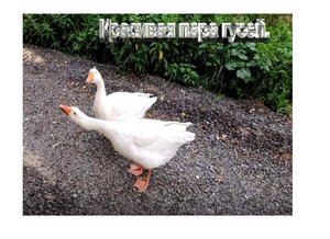 Гуси - бесстрашные и боевые птицы. Домашние животные в деревне. Деревенские будни.