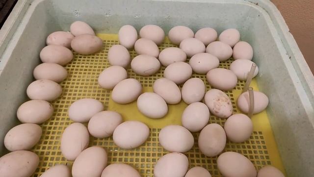 МУСКУСНЫЕ УТКИ ТЯЖЕЛОЙ ЛИНИИ НЕМЕЦКОЙ СЕЛЕКЦИИ ВЫВОД УТЯТ. ИНКУБАЦИЯ ЯИЦ МУСКУСНЫХ УТОК В ИНКУБАТОР