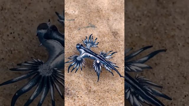 The Blue Dragon(Glaucus atlanticus) #shortvideo