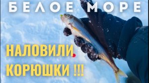 Наловили от души!!! Корюшка. Рыбалка на белом море.