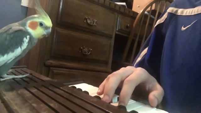 Undertale - Tiny 2 Octave Organ Cover Featuring a Bird смотреть онлайн