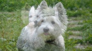 Собака Вест хайленд уайт терьер плюсы и минусы породы. Собаководство Порода Вест хайленд уайт терье