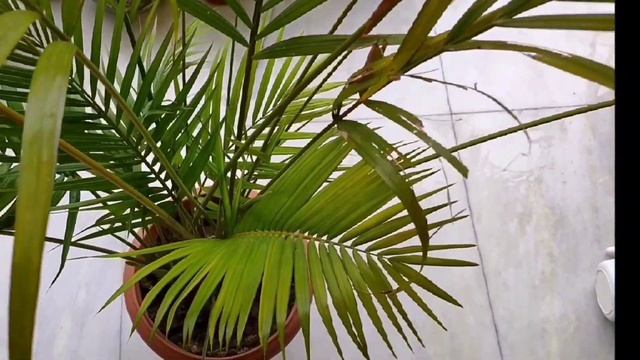 Top 5 Ways to Save Dying Areca Palm Plant смотреть онлайн