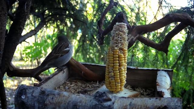 ПТИЦЫ НА КОРМУШКЕ Сезон 2023-2024, день 4-ый смотреть онлайн