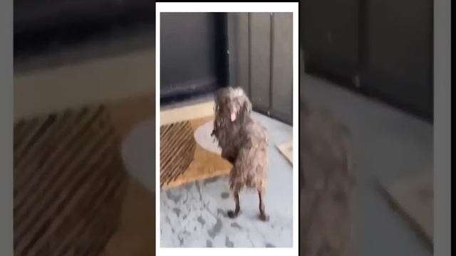 Funny and cute doggos compilation 63