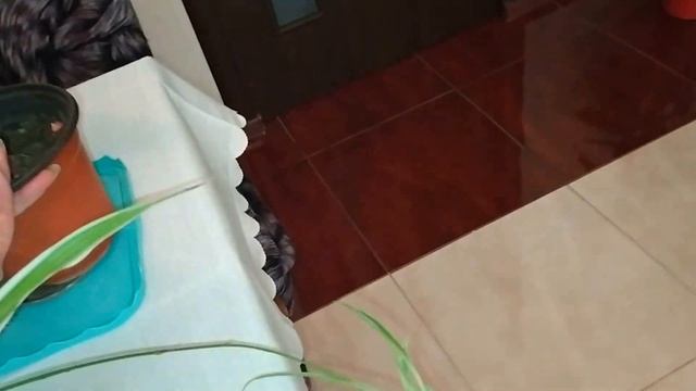 КОМНАТНЫЙ ЦВЕТНИК. РАСТЕНИЯ ДЛЯ НОВИЧКОВ - ЛЕГКИЕ В УХОДЕ КОМНАТНЫЕ ЦВЕТЫ смотреть онлайн