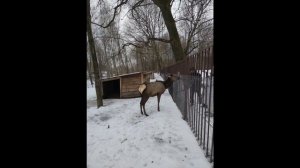 песня облака из мультфильма трям здравствуйте