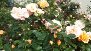 РОЗА ШЁНЕ ФОМ ЗЕЕ??? РАДУЕТ НЕПРЕРЫВНЫМ ЦВЕТЕНИЕМ ?..