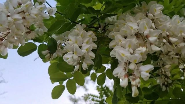 Влог : Весенняя красота Запорожья / Красные каштаны / Ирисы ??? смотреть онлайн