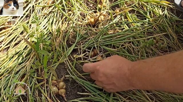 Когда убирать семейный лук с грядки. Как выкапывать лук семейку