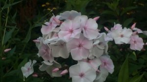 Флокс метельчатый Зимнее Утро  #phlox #phloxpaniculata