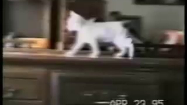 Приколы про кошки