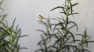 Nikon D5100 + Sigma 17-50mm 2.8 EX DC OS HSM video Test