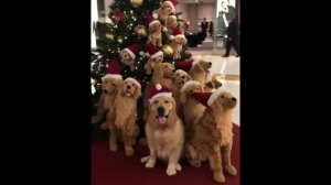 Рождественские собаки. Веселое видео