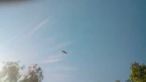 Хищные птицы Тульской области