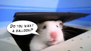 хомяк, предатель среди нас.