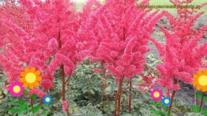 Астильба гибридная Майти Ред Куин. Краткий обзор, описание astilbe hybrida Mighty Red Quin