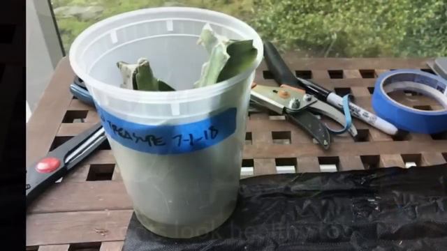 THE FASTEST AND THE MOST EFFECTIVE WAY TO PROPAGATE EPIPHYLLUM OR ORCHID CACTUS . смотреть онлайн