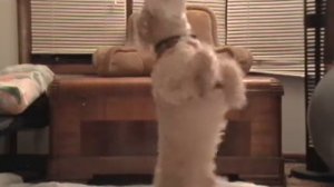 MY MINIATURE POODLE in "MELODY" music by Capo Productions