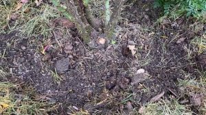 ВАЖНЫЕ ОСЕННИЕ ПОДКОРМКИ ДЛЯ РОЗ.  Что сделать в СЕНТЯБРЕ . . ПОДГОТОВКА РОЗ К ЗИМЕ .