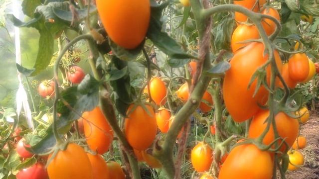 Томат Русские колокола. смотреть онлайн