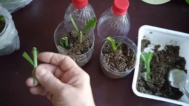 Продолжаю размножать Лилии черенками, обзор прошлого черенкования. смотреть онлайн