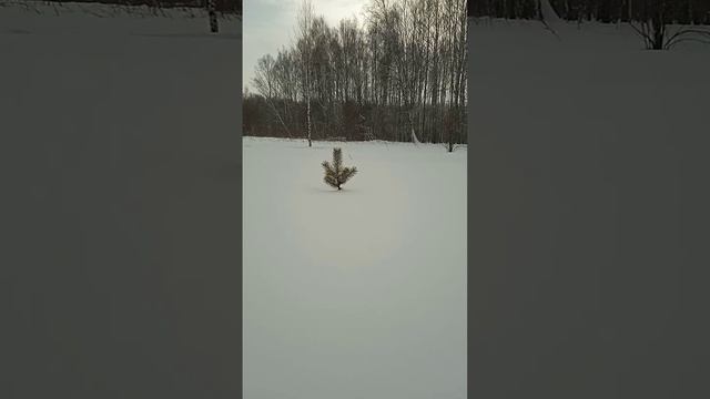 Вы думаете это маленькая ёлочка, то вы очень сильно ошибаетесь