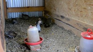 Серая куропатка