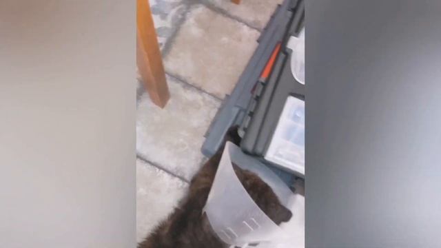 Спасение бездомного кота. Преображение за 6 недель