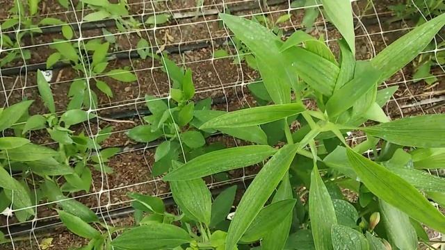 Альстромерия.Крутятся листья. смотреть онлайн