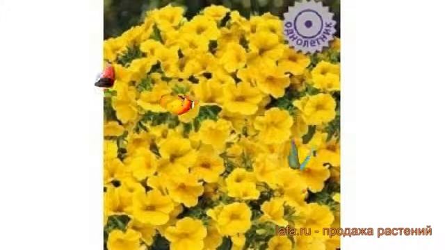 Калибрахоа обыкновенный Каблум Еллоу ? обзор: как сажать, семена калибрахоа Каблум Еллоу смотреть онлайн