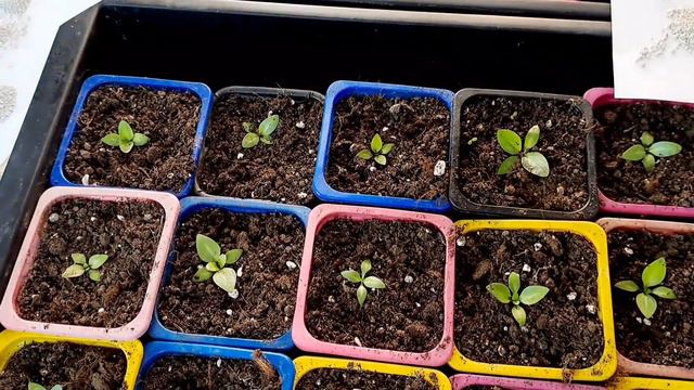 ПЕРВАЯ ПОДКОРМКА ЭУСТОМЫ ПОСЛЕ ПИКИРОВАНИЯ. смотреть онлайн