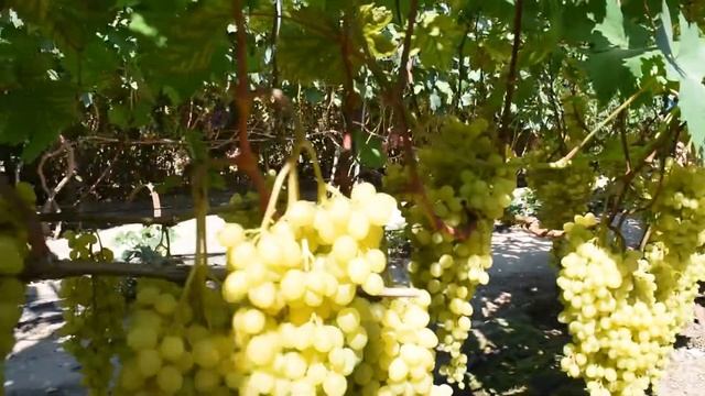 Соломія Загорулько В.В киш-миш смотреть онлайн