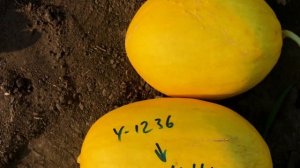 ДЫНЯ КАНАРСКАЯ (Y1236 F1) КРУПНАЯ — УСТОЙЧИВАЯ К ЗАБОЛЕВАНИЯМ.