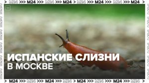 Опасных испанских слизней обнаружили в Москве - Москва 24