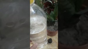 Уй шароитида геран гулини гуллатиш усули.