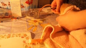 Как самостоятельно сделать крысе уколы в мышцу