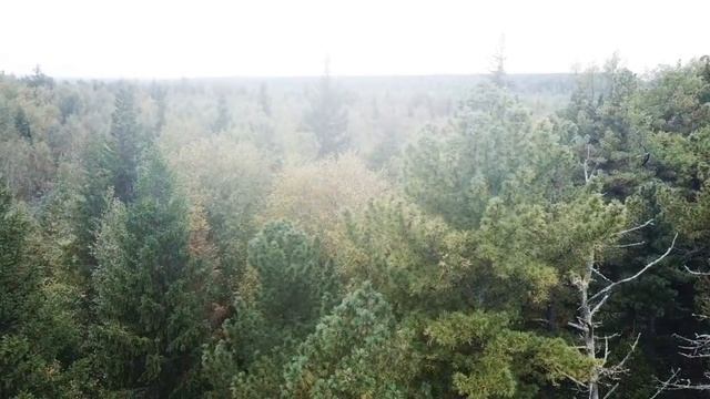 Охота за кедровой шишкой квадракоптером? смотреть онлайн