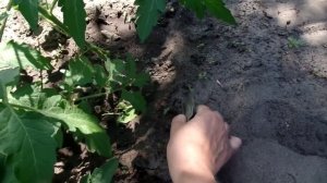 Подвязка томатов в открытом грунте