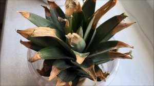 Ananas? Укореняю коронку от покупного ананаса?Размножение ананасов. Как вырастить ананас. Лайфхаки
