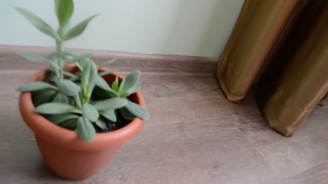 Эустома. Стоит ли прищипывать ?часть 3