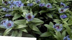 Неприхотливые многолетники Секреты ухода  Василек perennial flower Staude Июль